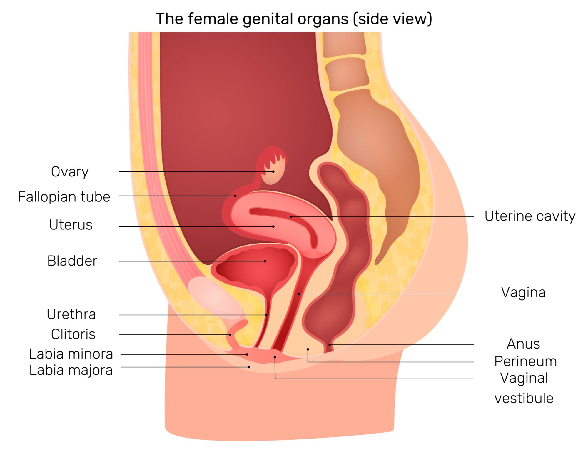 Female Intimate Area: Anatomy and Care | Deumavan